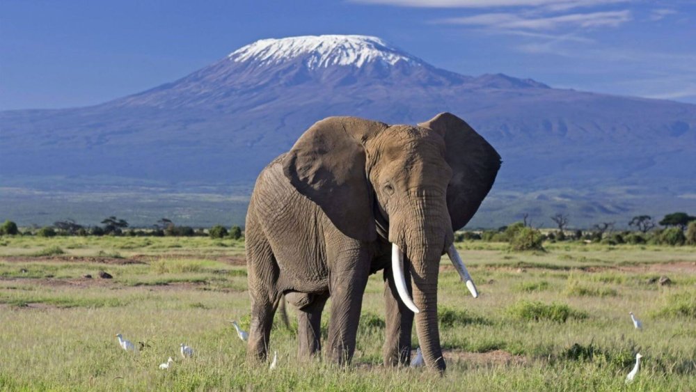 4 Days Amboseli Kilimanjaro Views Safari
