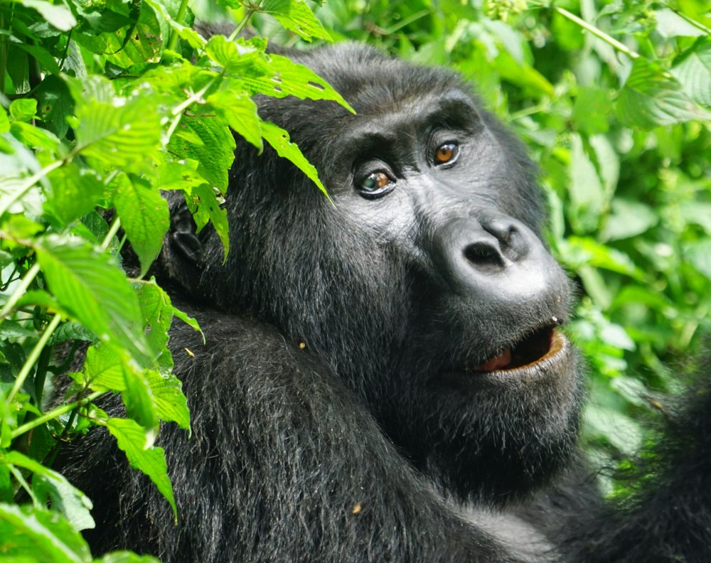 Rwanda Gorilla Trekking - Volcanoes National Park 3 Days